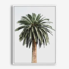 Coconut Palm Tree Photo Canvas Print